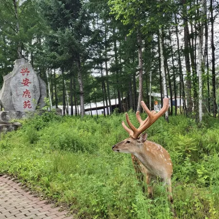 Fenglin Xing'an Deer Garden (Wuying National Forest Park)