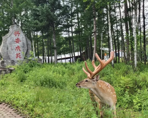 Fenglin Xing'an Deer Garden (Wuying National Forest Park) Hotels in Fenglin County