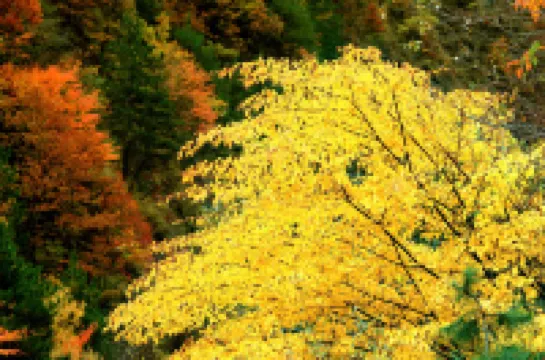 羊茸哈德·中國最美藏寨