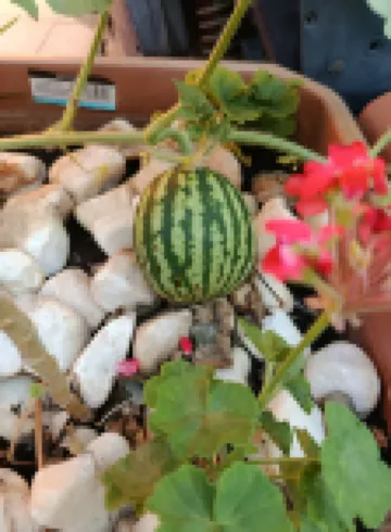 Sultan Hostel & Guesthouse โรงแรมใกล้บาซิลิกาซิสเทิร์น