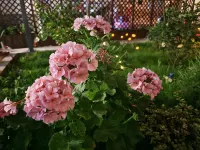 Chen Yi Homestay Hotels in Huili