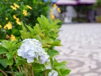 Maro Boutique Villa Hotel dekat Lembah Emas