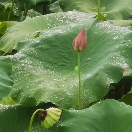 Lechang  Lake  Homestay