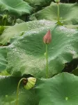 Lechang  Lake  Homestay - Scenic