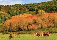 Buerjin Grand Xinjiang Hotel - romantici
