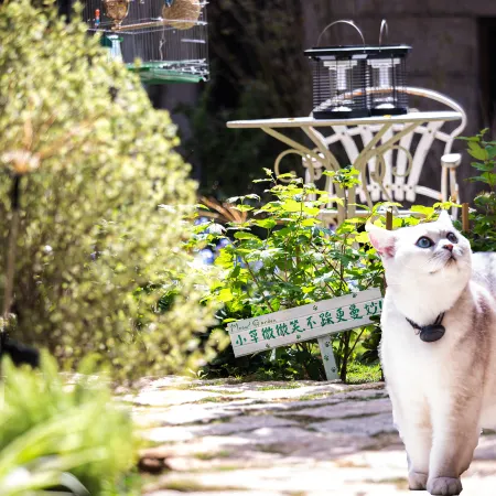 YOOOO·changgong's Meow Garden