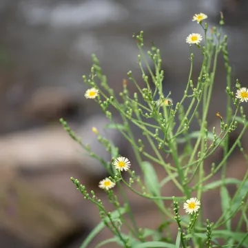 Inthada at Mae Kampong