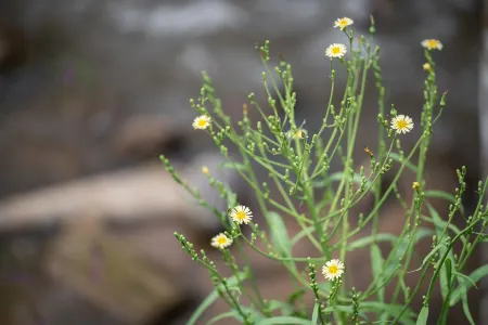 Inthada at Mae Kampong