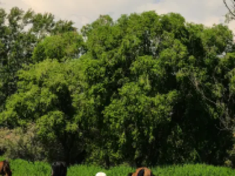 Jinjiang Metropolo Hotel (Baotou Gangtie Avenue Wanda Plaza) Hotels in Baotou