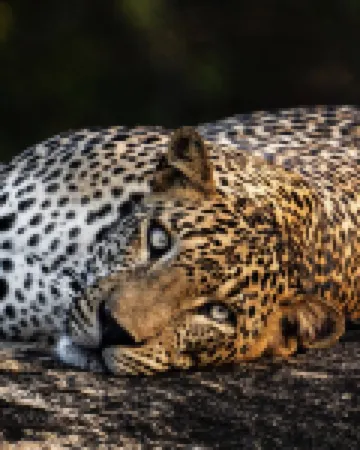 Greenwood Udawalawa Safari Resort