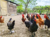 Shixing Pingfeng Stream Inn