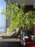 Guxiang Yashe Homestay