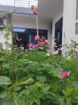 Turks Garden Homestay