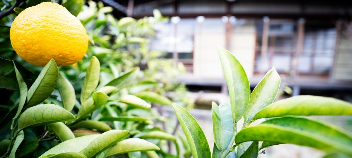 citrus house Hoteles en Wakayama