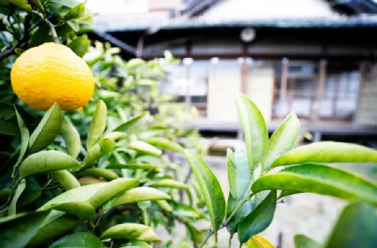 citrus house Hotels in 