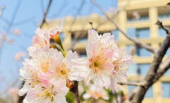 Island International Hotel