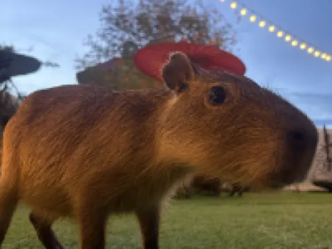 Capybara Zen Resort & Spa Hotels in Doi Saket