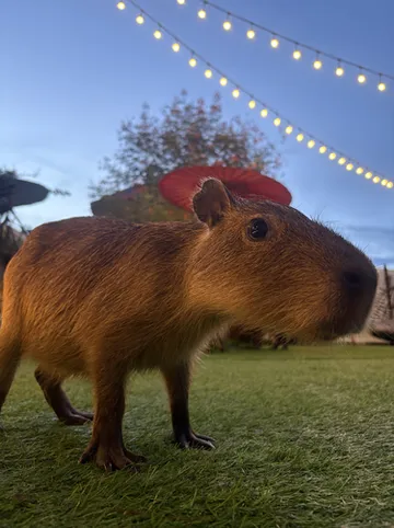 รูปภาพของคาปิบาร่า เซน รีสอร์ทแอนด์สปา