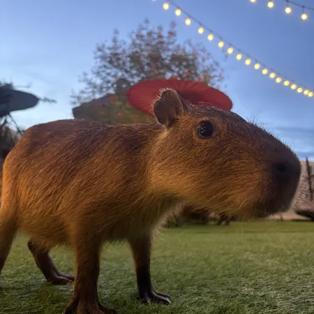 Capybara Zen Resort & Spa