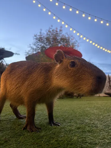 รูปภาพของคาปิบาร่า เซน รีสอร์ทแอนด์สปา