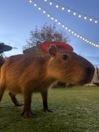 Capybara Zen Resort & Spa Отели рядом с достопримечательностью «Dumped Airplanes»