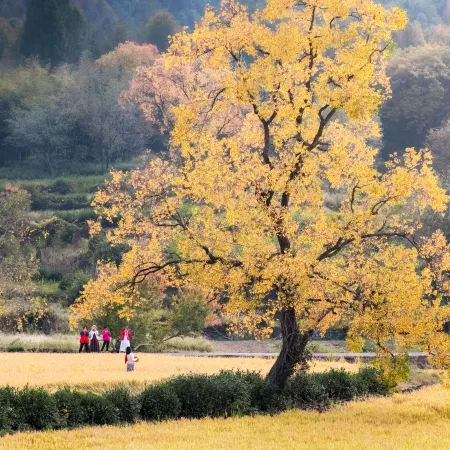Hongcun Scenic Area Zhishu B&B