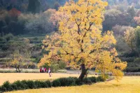 Hongcun Scenic Area Zhishu B&B - Mountain view