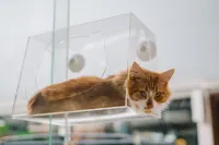 Meow+ Cat Cafe & Hotel