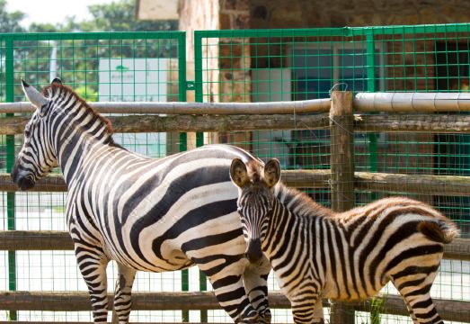 1. 쑤저우 후광 마..