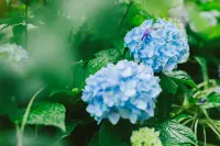 Jinting Garden · DreamLife Leisure Boutique Stay (Dali Ancient City)