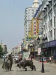 Metal Hotel - Thân thiện với thú cưng
