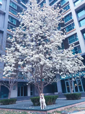 Beijing Seasons Park Apartment