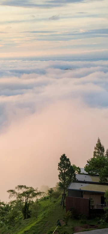 รูปภาพของพีโน่ลาเต้ เขาค้อ