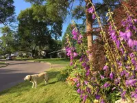 Graham Homestay