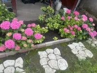 Apple guesthouse