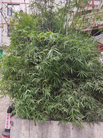 DAYS HOTEL BY WYNDHAM(Zhangjiajie Wulingyuan ) Отели рядом с достопримечательностью «Bailong Elevator»