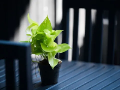 Noni Tree Hostel Hoteles en Siem Reap