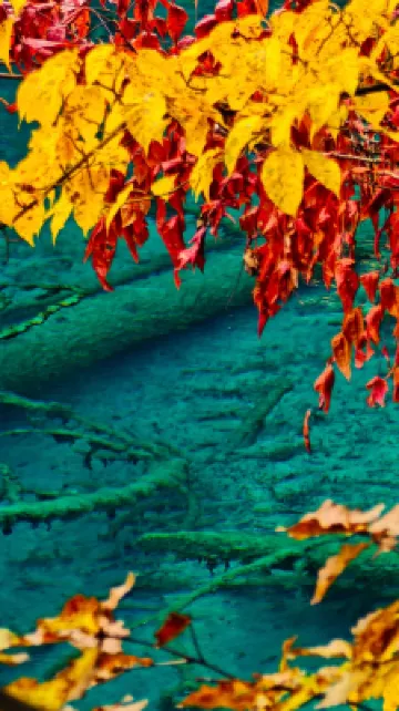 Wild Hidden Mountain Homestay Hotels in 