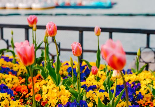 Ascott Xuanwu Lake Nanjing