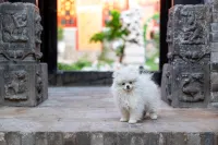 Pingyao Ancient City Ruyuan Inn (Xianyu Branch)