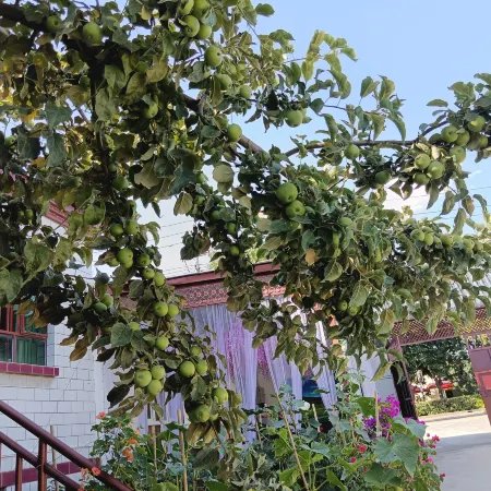 Suya Homestay in Tekes County