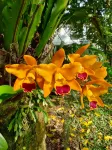 A Secret garden Design Villa -  Holiday Villas