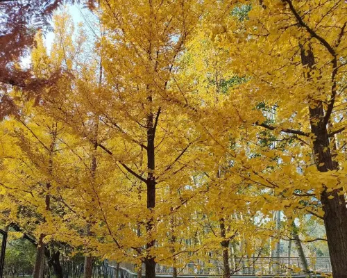 Golden Orange Hotel Wangjing Beijing بالقرب من الفندق Photos
