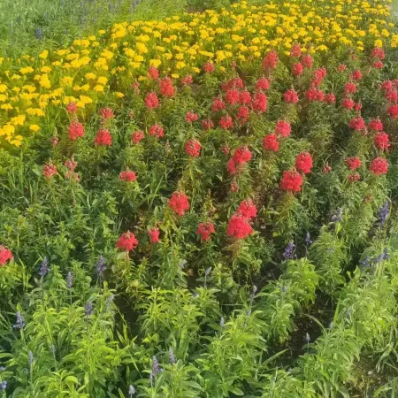 Aershan Alvarez Hotel (Aershan Tourist Resort Train Station)