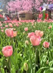 Taixinyuan Hotel (Baoquan Tourist Area Food Street) - Airport Shuttle