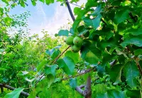 Lebeiyuan Homestay - Dağ Manzaralı