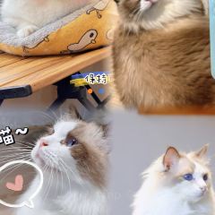 MioCat&Dessert猫咖 User Photo