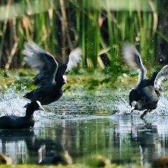 秀山湖畔張用戶圖片