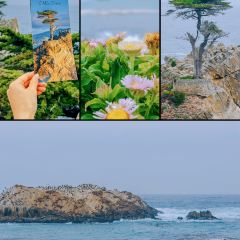 Pebble Beach Market User Photo