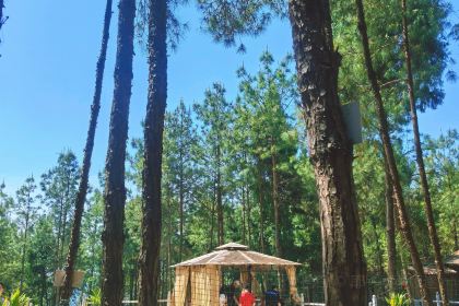 XIANG BA LI NONG GU LE